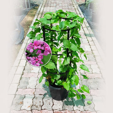 Coral Vine